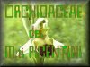 Altre orchidee spontanee