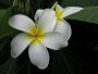 Plumeria