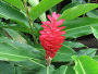 Red ginger