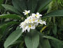 Frangipani