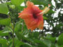 Hibiscus