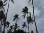palme