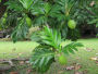 albero del pane