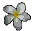 I fiori